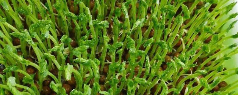 怎么种植麻豌豆苗，以疏松透气的土壤种植为佳