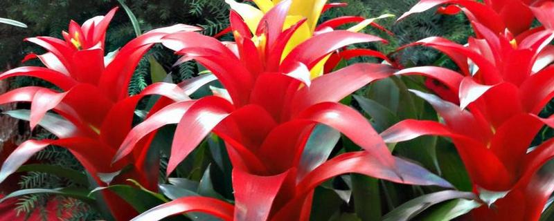 彩苞凤梨花的寓意是什么，寓意真诚、率直和纯真等