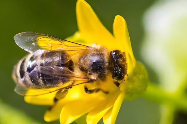 侦查蜂喜欢哪种颜色，最喜欢的颜色是黄色
