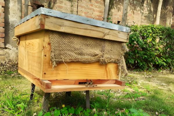 侦查蜂喜欢哪种颜色，最喜欢的颜色是黄色