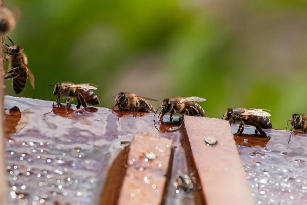 侦查蜂喜欢哪种颜色，最喜欢的颜色是黄色