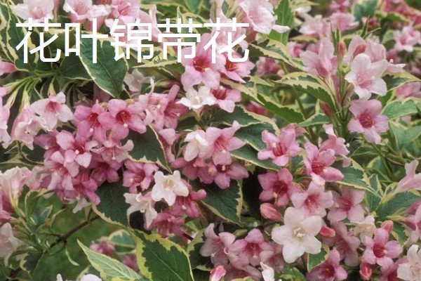 锦带花有什么品种，花叶锦带花、美丽锦带花等品种很常见