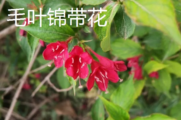 锦带花有什么品种，花叶锦带花、美丽锦带花等品种很常见