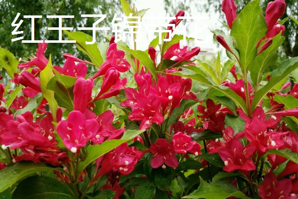 锦带花有什么品种，花叶锦带花、美丽锦带花等品种很常见