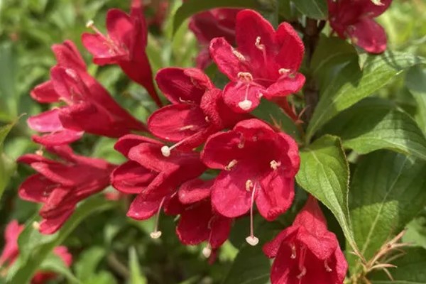 锦带花有什么品种，花叶锦带花、美丽锦带花等品种很常见