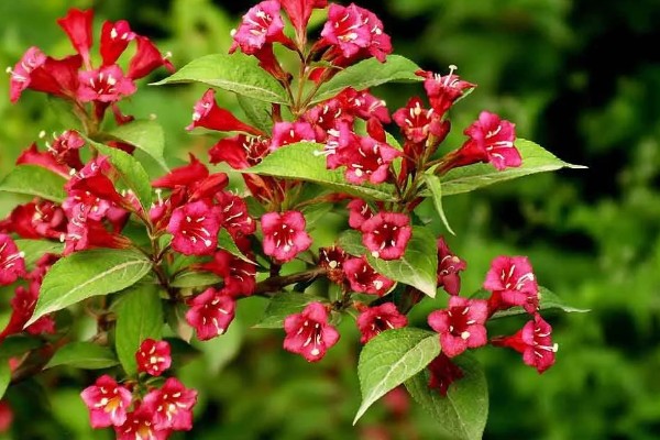 锦带花有什么品种，花叶锦带花、美丽锦带花等品种很常见