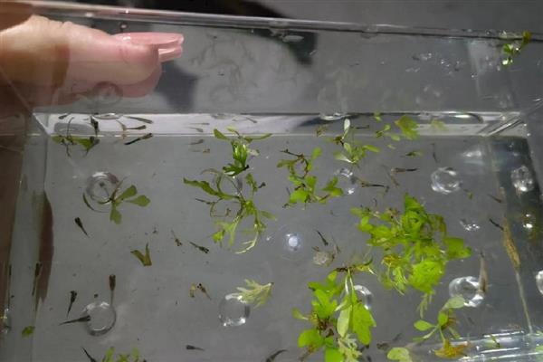 怎么养孔雀鱼幼崽,温度控制在24度到28度