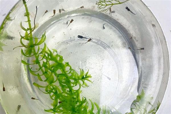 怎么养孔雀鱼幼崽,温度控制在24度到28度