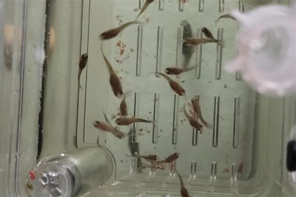 怎么养孔雀鱼幼崽,温度控制在24度到28度