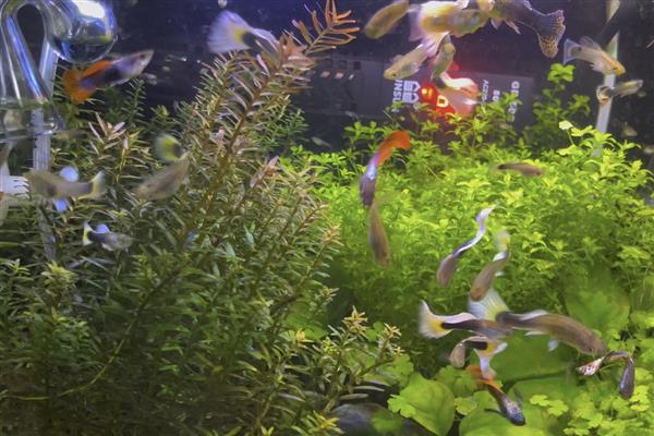 怎么养孔雀鱼幼崽,温度控制在24度到28度