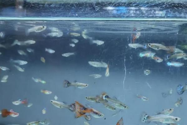 怎么养孔雀鱼幼崽,温度控制在24度到28度