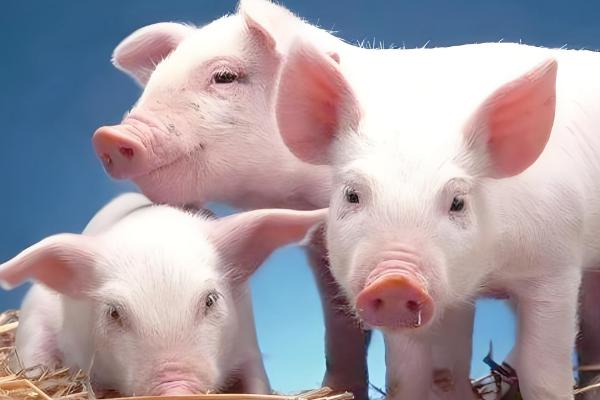 为什么美国猪叫莱猪,美国猪中大多含有莱克多巴胺