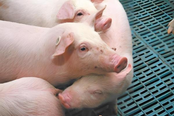 为什么美国猪叫莱猪,美国猪中大多含有莱克多巴胺