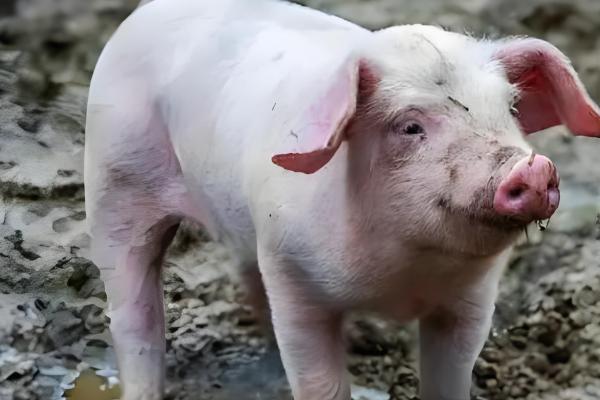 为什么美国猪叫莱猪,美国猪中大多含有莱克多巴胺