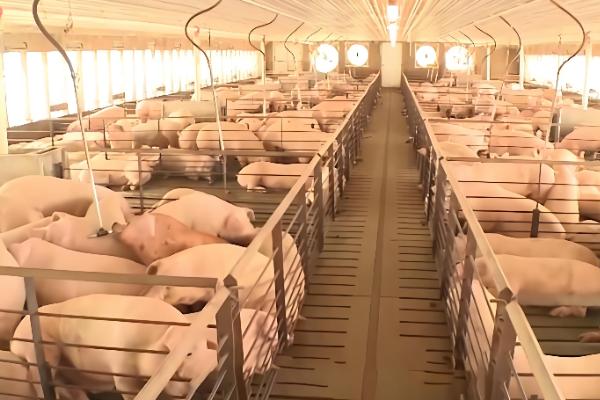 为什么美国猪叫莱猪,美国猪中大多含有莱克多巴胺