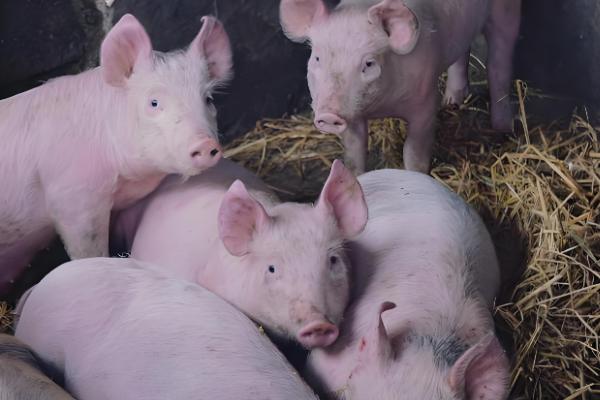 为什么美国猪叫莱猪,美国猪中大多含有莱克多巴胺