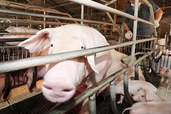 为什么美国猪叫莱猪,美国猪中大多含有莱克多巴胺