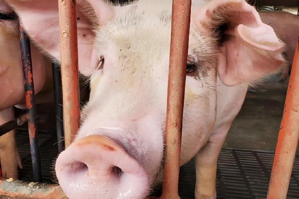 为什么美国猪叫莱猪,美国猪中大多含有莱克多巴胺