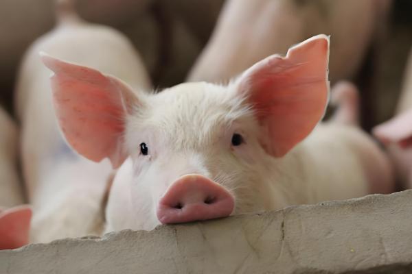 为什么美国猪叫莱猪,美国猪中大多含有莱克多巴胺