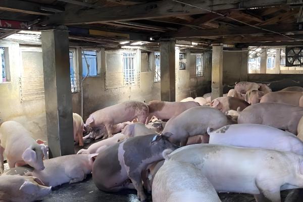 为什么美国猪叫莱猪,美国猪中大多含有莱克多巴胺