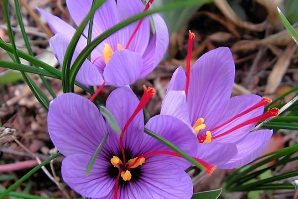 西红花的简介,一般是指番红花