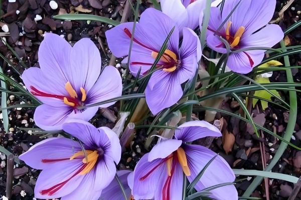 西红花的简介,一般是指番红花