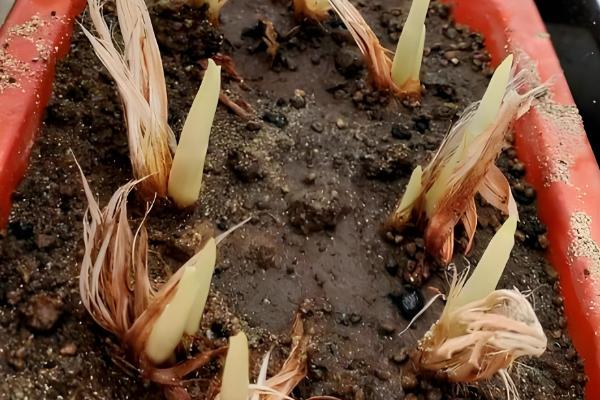 西红花的简介,一般是指番红花