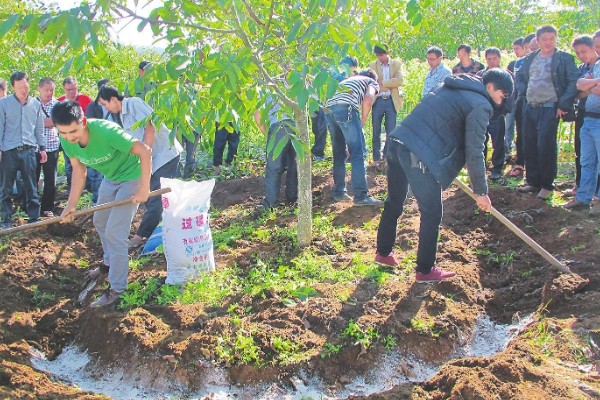 板栗夏季如何施肥，采用土壤施肥法效果好