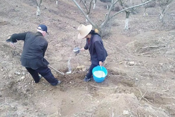 板栗夏季如何施肥，采用土壤施肥法效果好