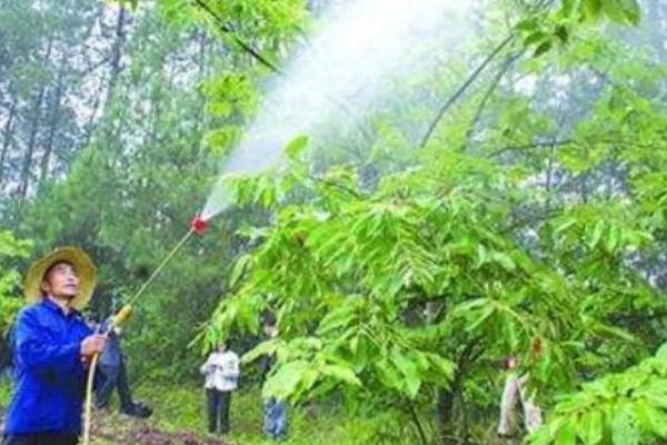 板栗夏季如何施肥，采用土壤施肥法效果好