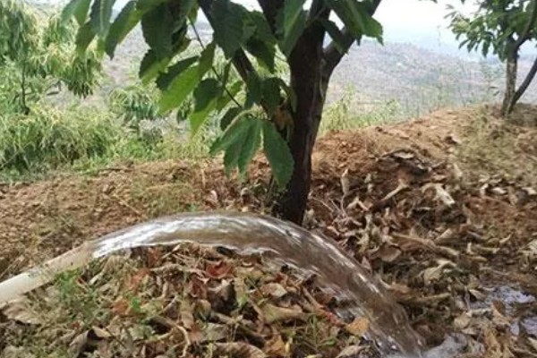 板栗夏季如何施肥，采用土壤施肥法效果好