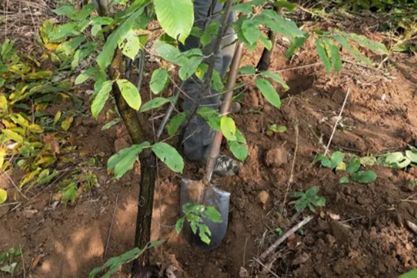 板栗夏季如何施肥，采用土壤施肥法效果好