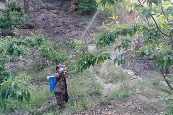 板栗夏季如何施肥，采用土壤施肥法效果好