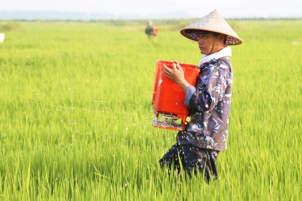 花生麸怎么使用,堆沤腐熟后再施入土壤中