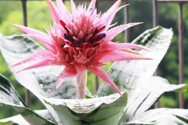 彩苞凤梨花的寓意是什么，寓意真诚、率直和纯真等