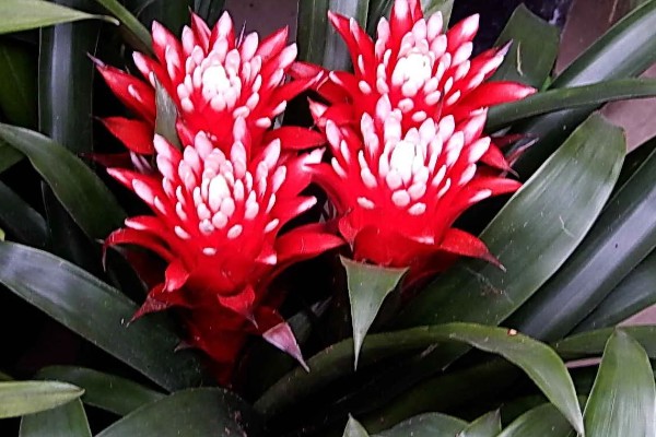 彩苞凤梨花的寓意是什么，寓意真诚、率直和纯真等