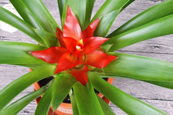 彩苞凤梨花的寓意是什么，寓意真诚、率直和纯真等