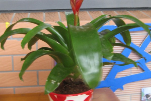 彩苞凤梨花的寓意是什么，寓意真诚、率直和纯真等