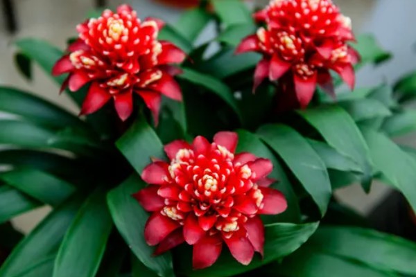 彩苞凤梨花的寓意是什么，寓意真诚、率直和纯真等