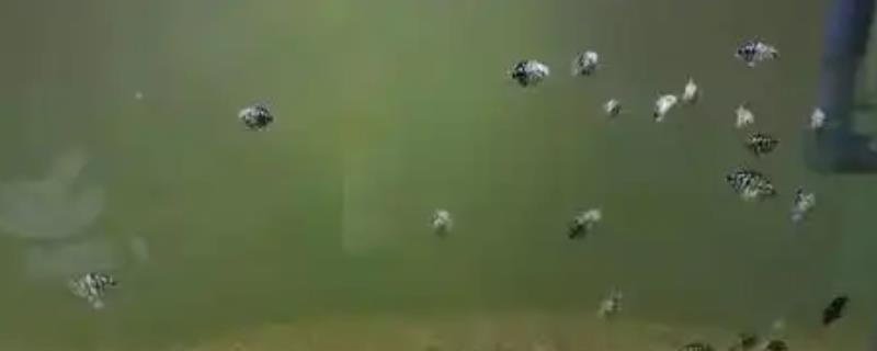 鱼塘有鱼腥味的原因，因为水底腐殖质较多所致