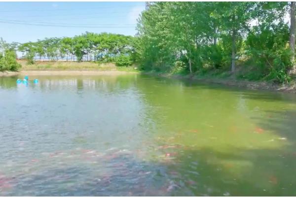 鱼塘有鱼腥味的原因，因为水底腐殖质较多所致