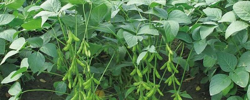 机械化栽培大豆的好处，合理密植可让产量提高20%