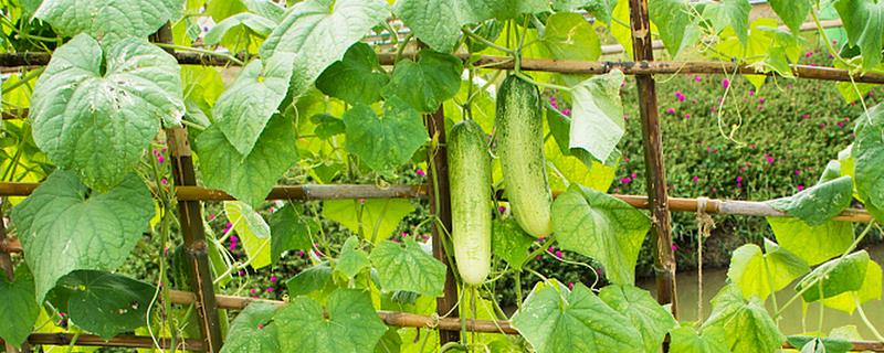 黄瓜开雄花后多久可以开雌花，是由它的生长情况所决定的