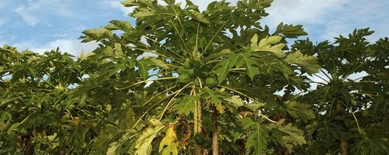 番木瓜北方的栽培技术，通常在3月下旬至4月下旬定植