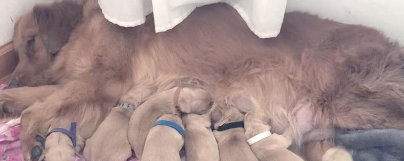 金毛怀孕的症状，刚受孕的金毛变化不大