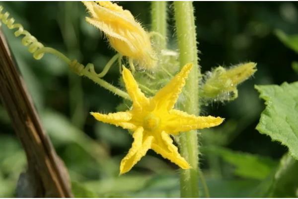 黄瓜开雄花后多久可以开雌花，是由它的生长情况所决定的
