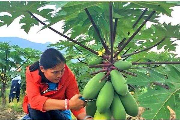 番木瓜北方的栽培技术，通常在3月下旬至4月下旬定植