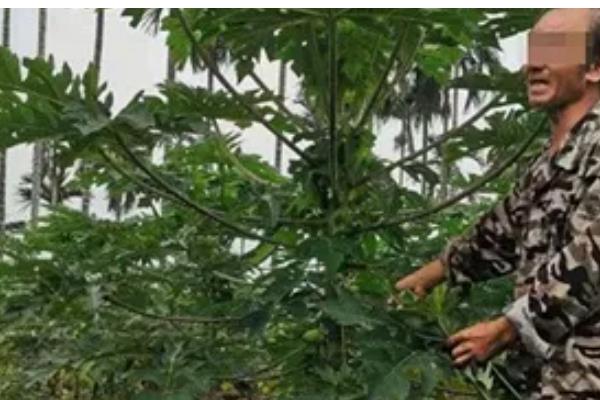 番木瓜北方的栽培技术，通常在3月下旬至4月下旬定植