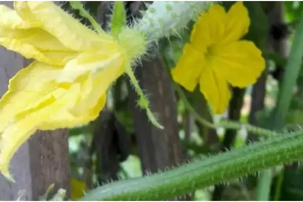黄瓜开雄花后多久可以开雌花，是由它的生长情况所决定的