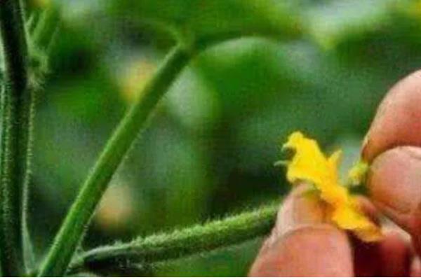 黄瓜开雄花后多久可以开雌花，是由它的生长情况所决定的